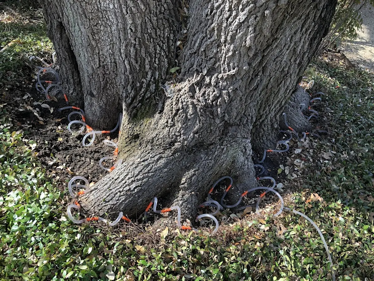 Detailed Tree Cabling and Bracing job site in Mayfield